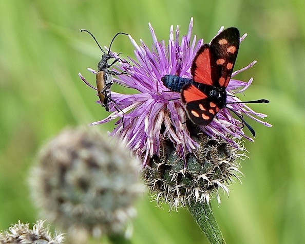 six-spot burnet